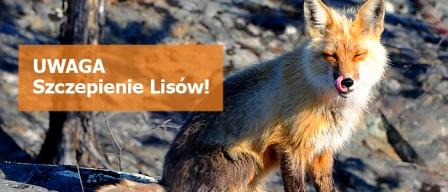 „Jesienna akcja” szczepienia lisów przeciwko wściekliźnie