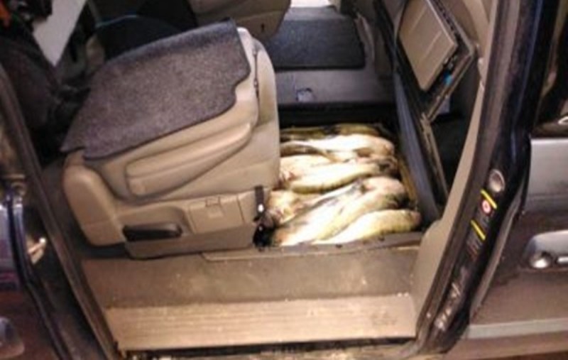 Nawet pies się zdziwił…Kierowca próbował przemycić ponad 300 kg ryb