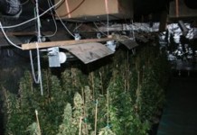 Policjanci przechwycili 20 kg narkotyków, zlikwidowali plantację marihuany i zatrzymali 3 osoby