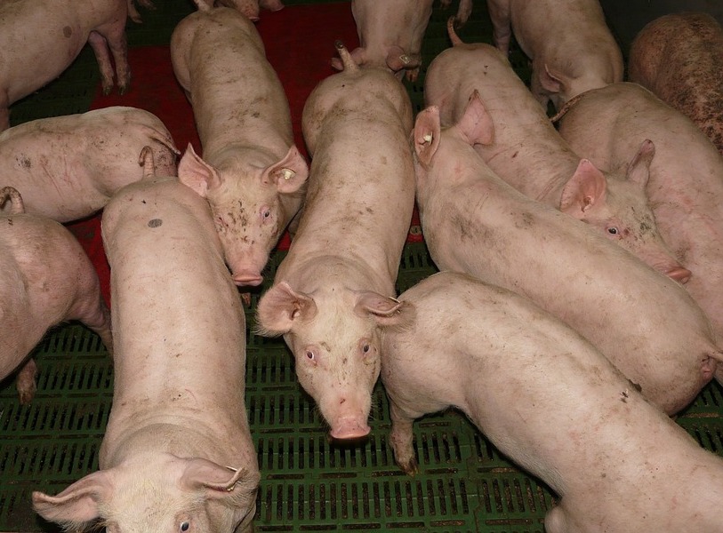 Ognisko afrykańskiego pomoru świń w gminie Giżycko