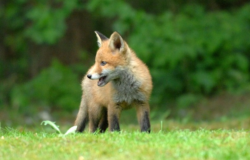 Szczepienie lisów wolno żyjących przeciwko wściekliźnie