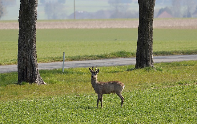 Giżycka drogówka apeluje. Uwaga, zwierzęta na drodze!