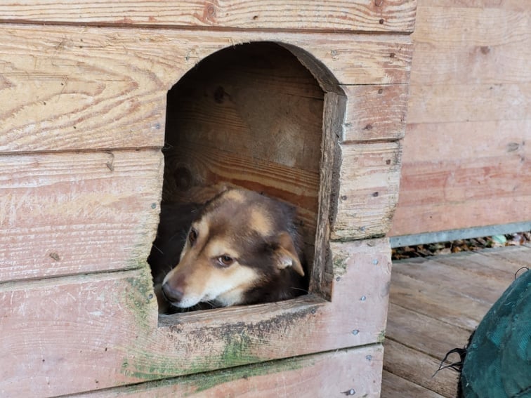 Trwają czynności procesowe dotyczące zaniedbań w Schronisku dla Bezdomnych Zwierząt w Bystrym