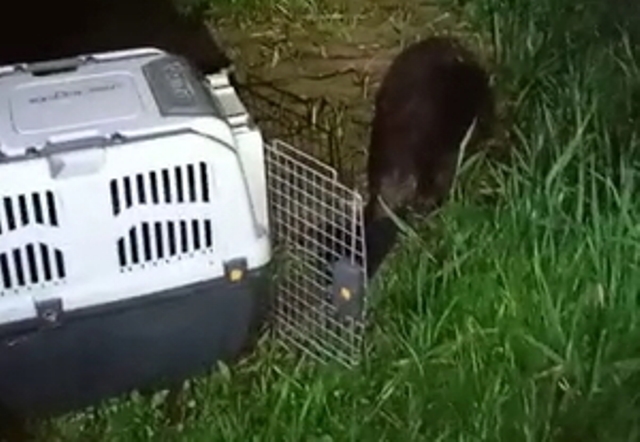 Niecodzienny gość w Giżycku. Ulicami miasta spacerował bóbr (wideo)