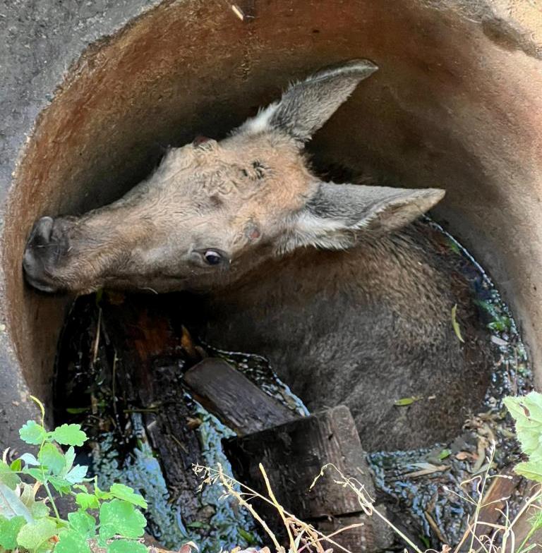 Łoś wpadł do studni. Uratowali go strażacy