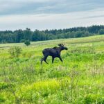 Łoś ugrzązł w błocie. Pomogli strażacy ochotnicy (1)