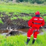 Łoś ugrzązł w błocie. Pomogli strażacy ochotnicy (4)