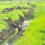 Łoś ugrzązł w błocie. Pomogli strażacy ochotnicy (5)