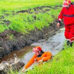 Łoś ugrzązł w błocie. Pomogli strażacy ochotnicy (6)