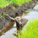Łoś ugrzązł w błocie. Pomogli strażacy ochotnicy (7)