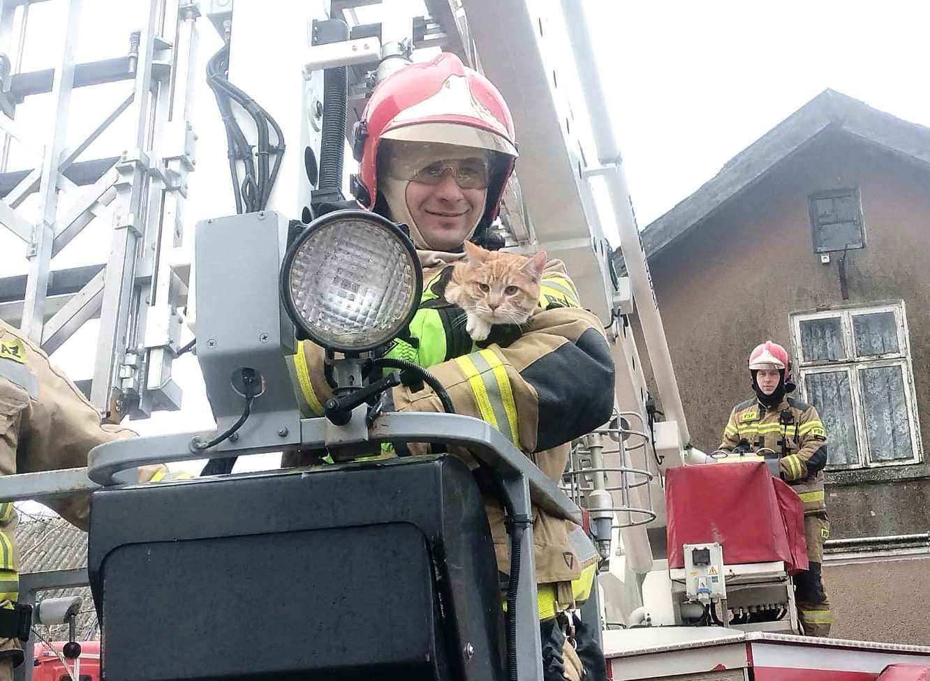 Kot wszedł na drzewo i nie potrafił zejść. Pomogli mu strażacy (3)