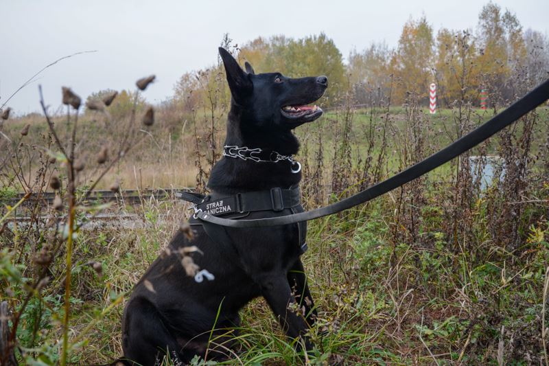 Diament na emeryturze