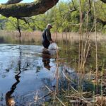 Wiosenne zarybianie jezior i rzek. Ponad 2 miliony szczupaków trafiło do akwenów (1)