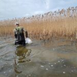 Wiosenne zarybianie jezior i rzek. Ponad 2 miliony szczupaków trafiło do akwenów (2)