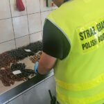 Przemycali 230 naszyjników z bursztynu (2)