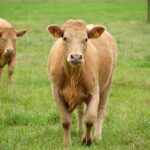 Borelioza i choroby odkleszczowe, czyli co każdy rolnik powinien o nich wiedzieć 1