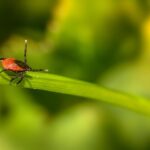Borelioza i choroby odkleszczowe, czyli co każdy rolnik powinien o nich wiedzieć
