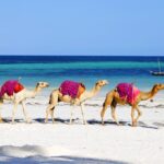 Three camels walking behind each other on Diani Beach, Kenya