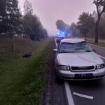 Dzikie zwierzęta na drogach, wypadków przybywa (1)
