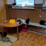 Giżycki kociętnik potrzebuje wsparcia (2)