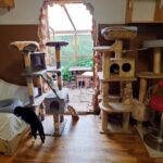 Giżycki kociętnik potrzebuje wsparcia (4)