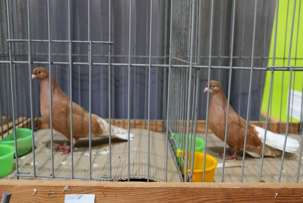 Hodowcy i pasjonaci spotkali się na XXIX Wystawie Gołębi Rasowych w Giżycku [ZDJĘCIA]