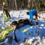 Walczyli z ogniem i ratowali łosia. Pracowite dni strażaków w powiecie giżyckim (2)