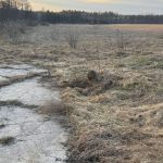 Niecodzienna akcja strażaków. Dwa borsuki uratowane ze studni (2)