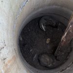 Niecodzienna akcja strażaków. Dwa borsuki uratowane ze studni (4)