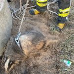 Niecodzienna akcja strażaków. Dwa borsuki uratowane ze studni (6)