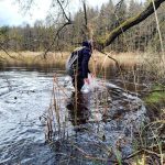 Ponad 2,2 mln młodych szczupaków trafiło do wód regionu (1)