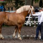 Sukces hodowców z Gminy Giżycko podczas czempionatu koni zimnokrwistych w Kętrzynie (3)