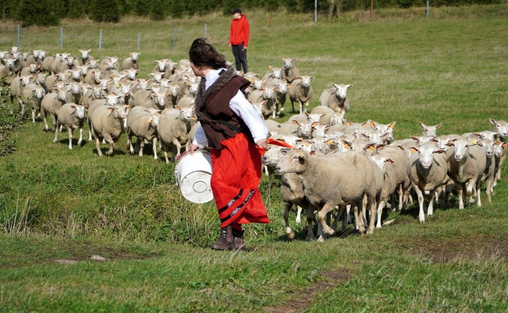 Owce, lokalne smaki i muzyka. V Redyk Mazurski w Sołdanach już 26 września