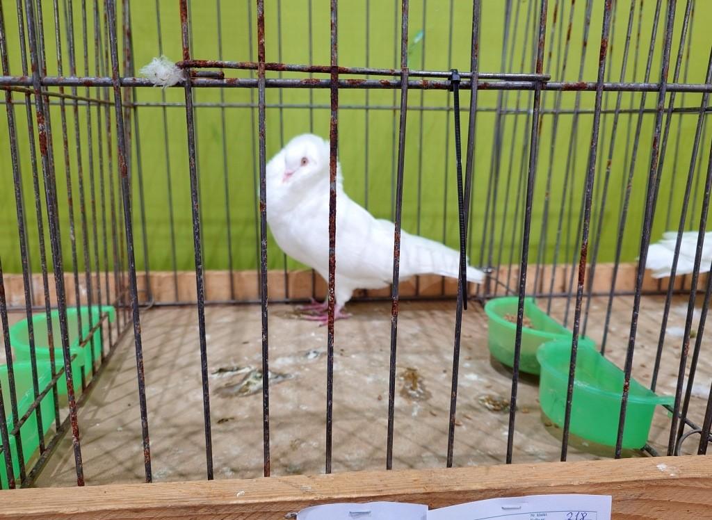 Gołębie, jakich nie widuje się na co dzień. Trwa XXX Wystawa Gołębi Rasowych w Giżycku [ZDJĘCIA]